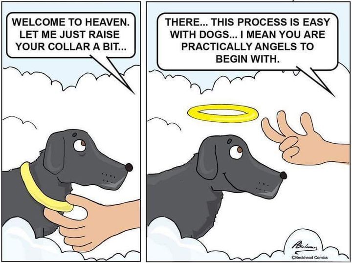 D’awwww – so very true.  Angels.   #XZEmpire #XZAnimals #Puppers #GoodBoy #GoodestBoy #Furbaby #Furbabies #Pets #Animals #Dog #Dogs #Doggy #Doggo #Puppy #Angels #Collar #Halo #DogAngels