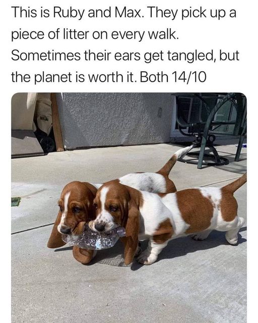Best trash picker-uppers in the world!  #XZEmpire #XZAnimals #Puppers #GoodBoy #GoodestBoy #Furbaby #Furbabies #Pets #Animals #Dog #Dogs #Doggy #Doggo #Puppy #Cuteness #Cute #Eartangle #Litter #Trash #TrashPickup