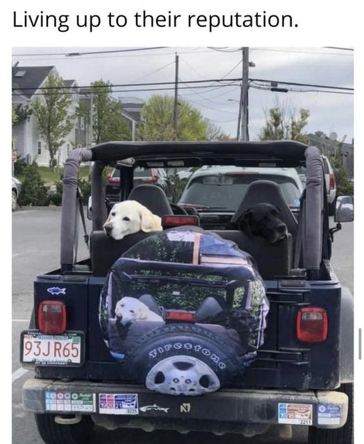 Doggy assigned seats lol  Best trash picker-uppers in the world!  #XZEmpire #XZAnimals #Puppers #GoodBoy #GoodestBoy #Furbaby #Furbabies #Pets #Animals #Dog #Dogs #Doggy #Doggo #Puppy #AssignedSeats #DogTravels #Travel #DogCar #Dogseat #Reputation