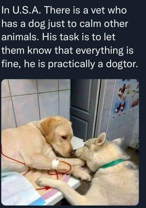 D’aww the Dogtor! #XZEmpire #XZAnimals #Puppers #dogstagram #GoodBoy #GoodestBoy #Dogsofinstagram #Furbaby #Furbabies #Pets #Petstagram  #Animals #Dog #Dogs #Doggy #Doggo #Puppy #EverythingGood #Dogtor #CalmingDog #ItsOkay