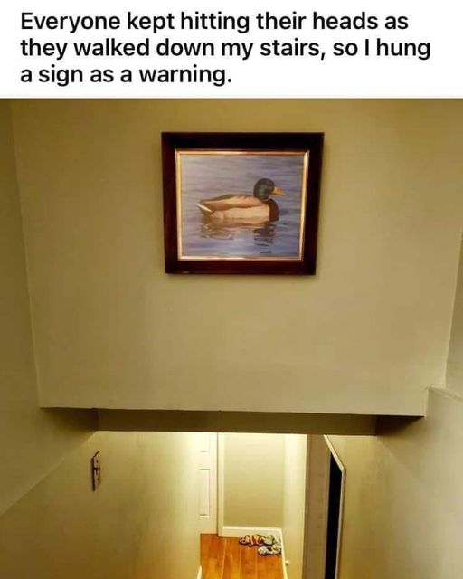 Low key pun – DUCK! #XZEmpire #XZAnimals #Animals #Bird #Birds #Petstagram #Duck #Pun #Punny #WatchYourHead #WatchOut #Stairs #LowkeyFunny #Funny #Clever