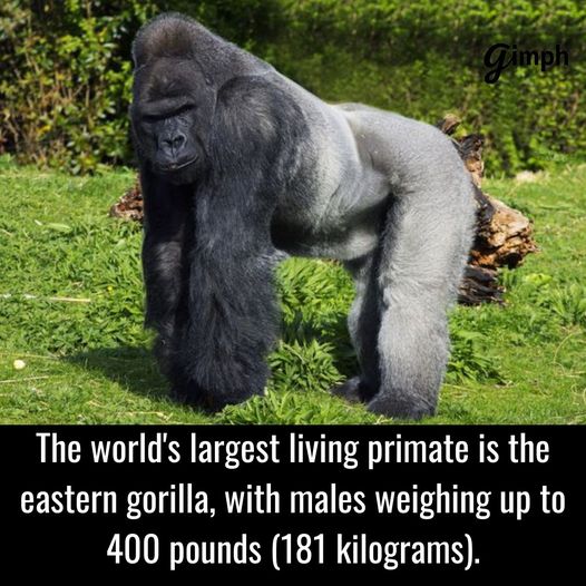 Geez… what a beast! #XZEmpire #XZAnimals #Gorilla #Kingdom #AnimalKingdom #Wild #Beast #Primate #Huge #Massive #Strong #Strength #BeatDown #RawStrength