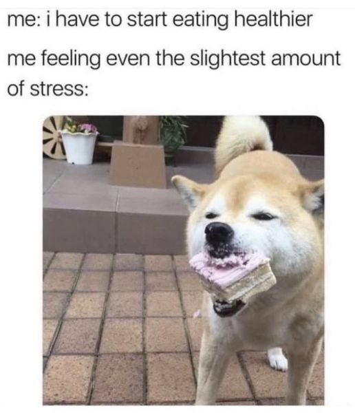 Stress eating is real #XZEmpire #XZAnimals #Puppers #dogstagram #GoodBoy #GoodestBoy #Dogsofinstagram #Furbaby #Furbabies #Pets #Petstagram  #Animals #Dog #Dogs #Doggy #Doggo #Puppy #Stress #Eating #StressEating #Cake #EatCake #Fatty #Fatness #Yummy