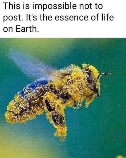 Bees are friends #XZEmpire #XZAnimals #Aninals #Bugs #BugsLife #Bees #Bumblebees #Pollination #Pollinate #Life #LifeEnergy #Energy #Essence #Flying #BeesRFriends