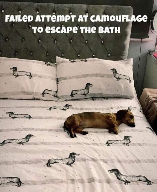 Cant escape! #XZEmpire #XZAnimals #Puppers #dogstagram #GoodBoy #GoodestBoy #Dogsofinstagram #Furbaby #Furbabies #Pets #Petstagram  #Animals #Dog #Dogs #Doggy #Doggo #Puppy #BathTime #Bath #Escape #Hide #Camo #Camouflage