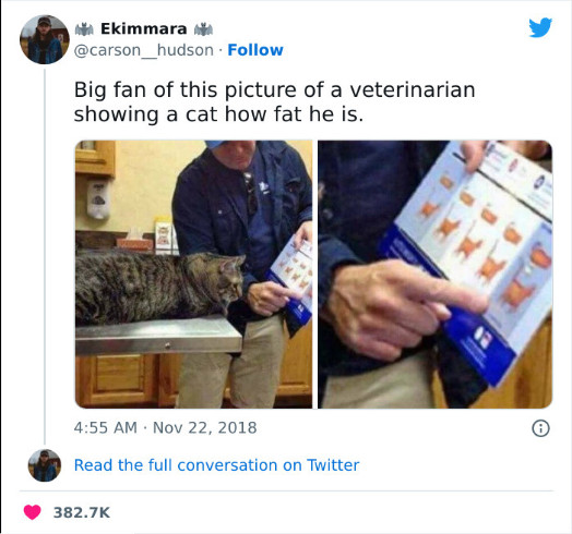 If you see here, you are in the category “Too much cat” #XZEmpire #XZAnimals #Animals #Cat #Cats #catstagram #Catsofinstagram #catsfacebook #Furbaby #Furbabies #Pets #Petstagram #Fatcat #Vet #Vetsays