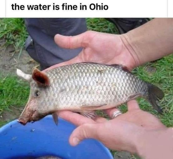 Toxic water!  #XZEmpire #XZAnimals #Fish #Ocean #Fishes #Fishies #Kingdom #AnimalKingdom #Wild #Beast #WildLife #Toxic #FishPig #Ohio
