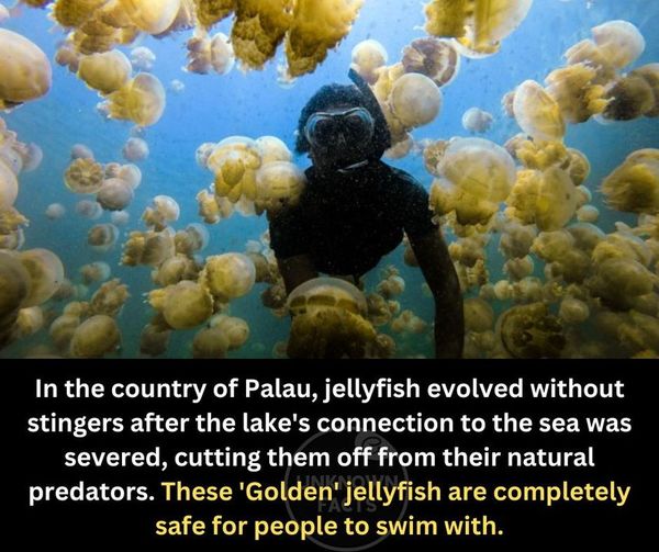 Friendly jellyfish? #Jellyfish #GoldenJellyfish #XZEmpire #XZAnimals #Fish #Ocean #Fishes #Fishies #Kingdom #AnimalKingdom #Wild #Beast #WildLife #Palau