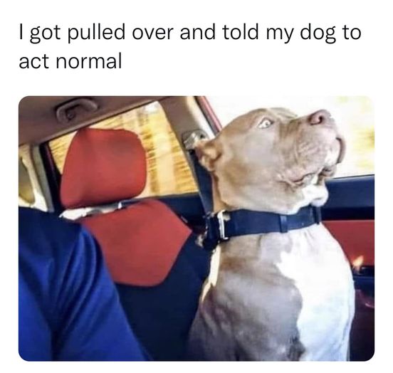Act Normal, bro! #Police #Dogs #FunnyDogs #Pitbull