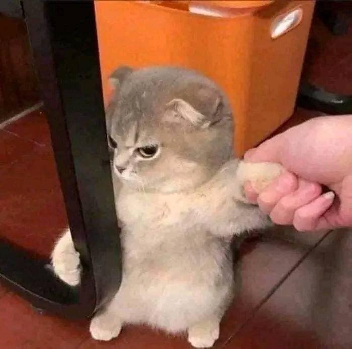 Pissed off Kitty #Kitty #AngryKitty #Animals #Pets #MadPets