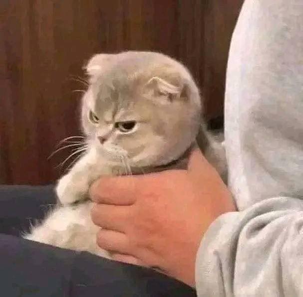 Pissed off Kitty #Kitty #AngryKitty #Animals #Pets #MadPets