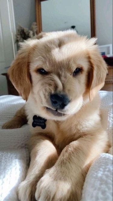 Angry Puppy #Puppy #Animals #AngryPuppy #AngryPets