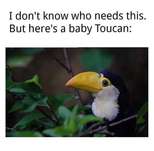 I didn’t know I needed this! #Toucan #BabyToucan #DidntKnow #Animals #Bird #Birds #Petstagram #XZEmpire #XZAnimals