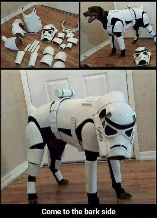 Lmao – Dogtrooper but still a goodest of boys! #Animals #Dogs #dogstagram #Dogsofinstagram #catsfacebook #Furbaby #Furbabies #Pets #Petstagram#XZEmpire #XZAnimals