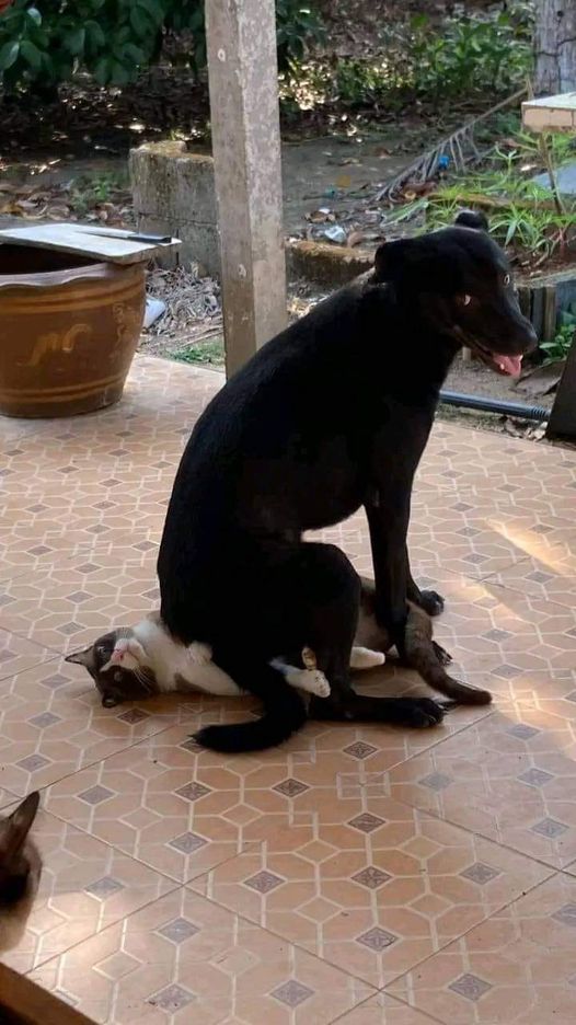 Besties 4 life  #Besties #Animals #Dogs #dogstagram #GoodBoy #GoodestBoy #Dogsofinstagram #Furbaby #Furbabies #Pets #Petstagram#XZEmpire #XZAnimals