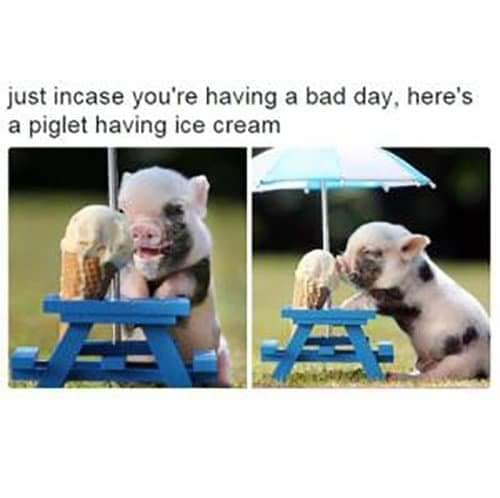 Piggie ice cream lol